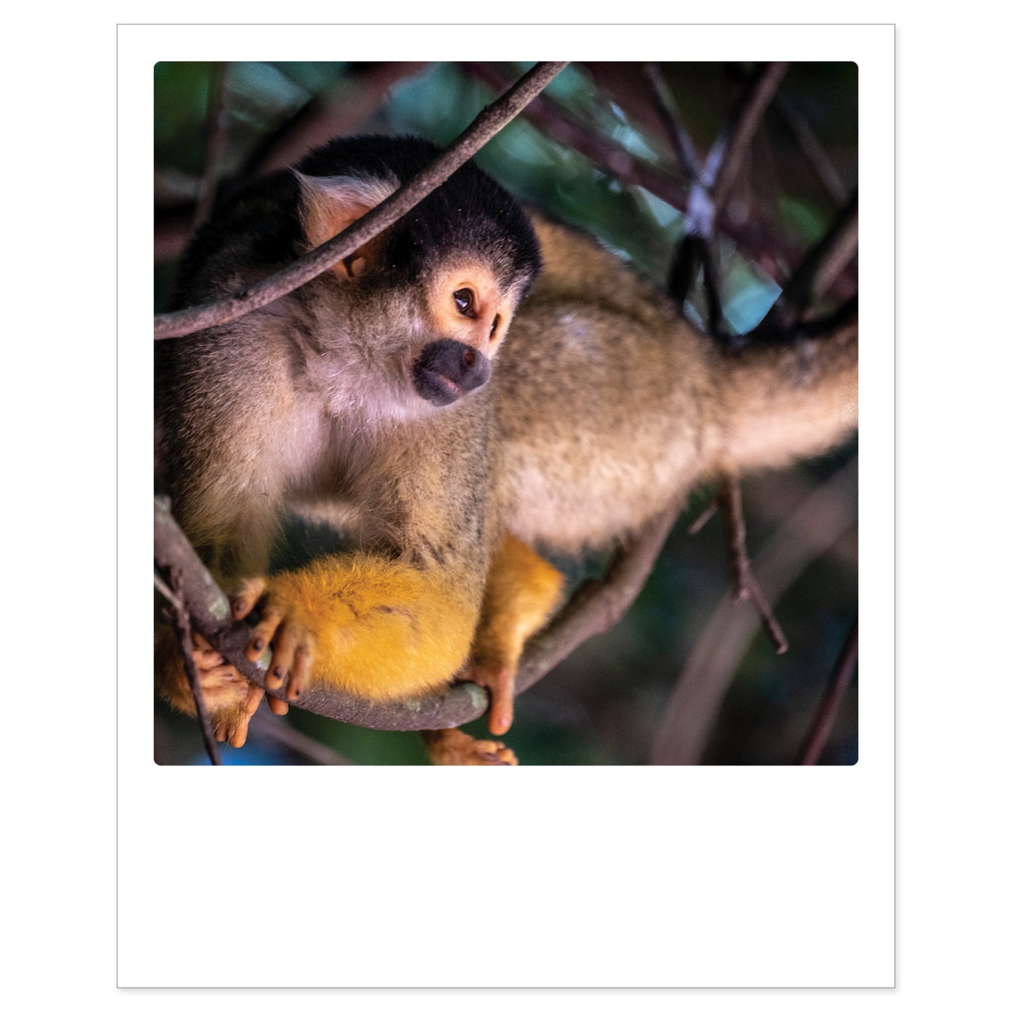 Kartenset: 10 Affen Karten im Polaroid-Format