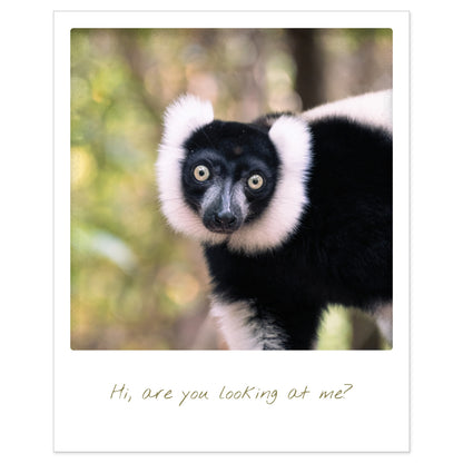 Kartenset: 10 Affen Karten im Polaroid-Format