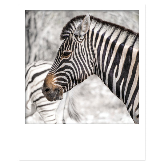 Kartenset: 5 Zebra Karten im Polaroid-Format