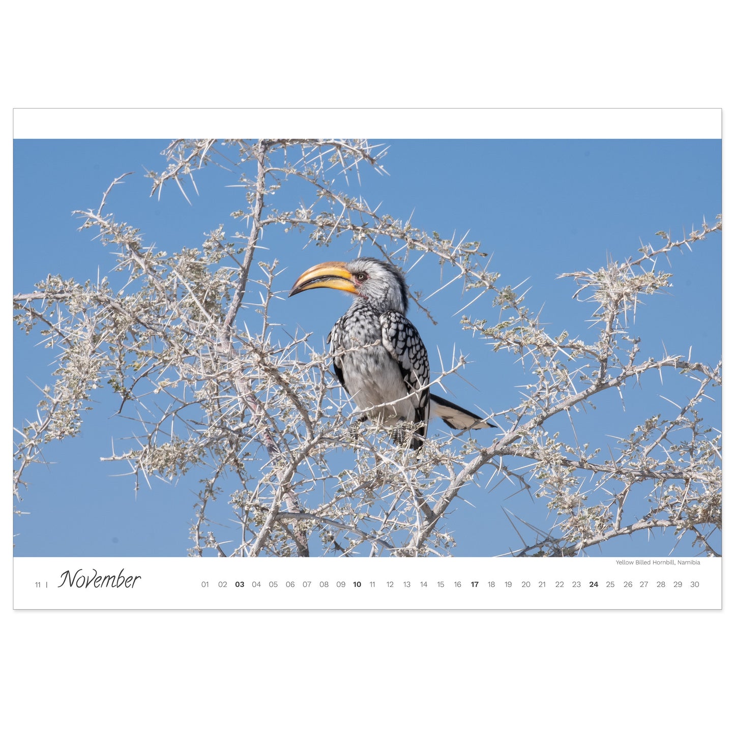 Kalender: Wildlife Inspiration Afrika 2024
