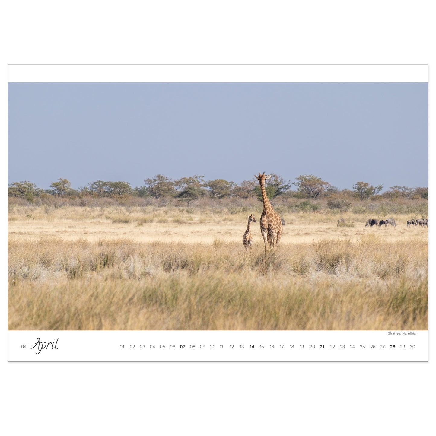 Kalender: Wildlife Inspiration Afrika 2024